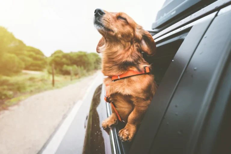Car Booster Seat for Dogs